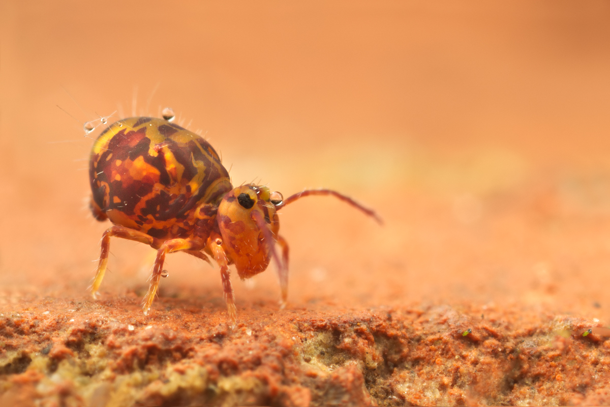 Globular Springtail